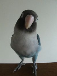 블루 버튼 잉꼬