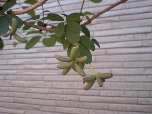 으름의 초기 열매