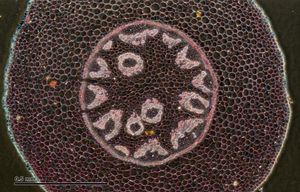 은방울꽃속(비짜루과)의 부정중심주 (근경 횡단면). 병립관속 (일부는 외목포위관속)이 산재해 있으며, 내피가 존재한다.