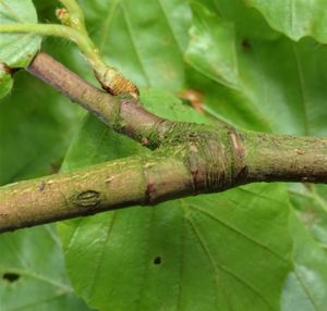 9e. 유럽너도밤나무(참나무과)의 아린흔