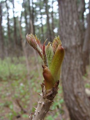두릅나무(두릅나무과)의 싹