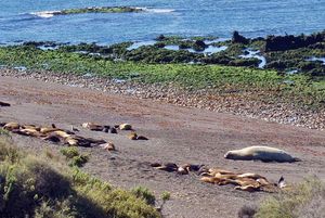 발데스 반도의 남방코끼리물범