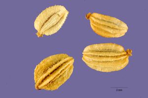 안젤리카 킹기}}의 열매