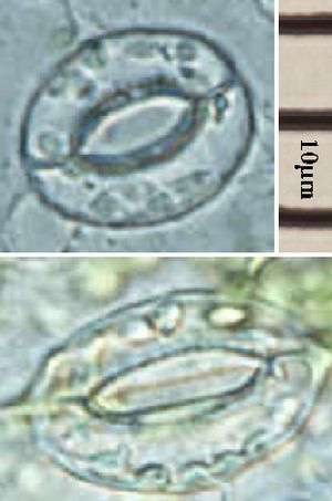애기장대의 기공. (위) 열린 기공, (아래) 닫힌 기공