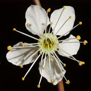 Prunus cerasifera 꽃 (확대)