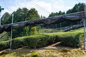 그늘막 설치 준비가 된 교쿠로