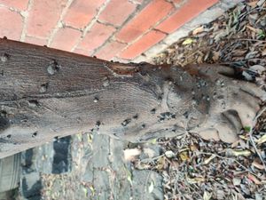 진딧물 매개체를 가진 병원체에 의해 금귤에 생긴 감귤 잎맥 팽윤 목질 충영