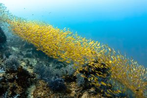 코 란타의 황줄깜댕이