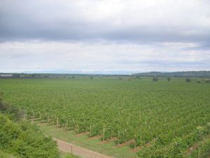 그라디스카 다손초의 포도밭