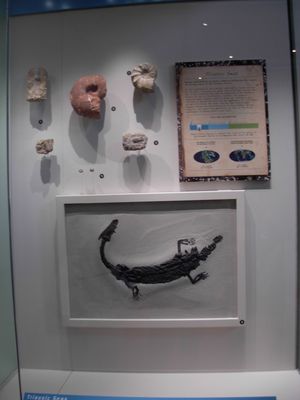 메소사우루스 화석. 위는 암모나이트