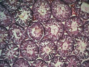 쥐 고환의 단면 현미경 사진 (정세관).