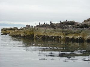 롱가 섬의 가마우지