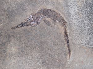 밀라노의 M. cornalianus