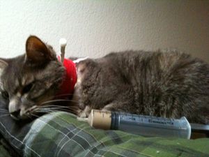 고양이 지방간 치료를 받는 고양이. 목에서 뻗어 나온 식도 튜브를 볼 수 있다. 영양 슬러리를 담은 주사기도 볼 수 있다.