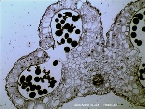 10a. 나리속(백합과)의 세로 열개한 약의 횡단면: 반약 안의 2개 꽃가루낭 사이의 격벽이 붕괴되어 있다.