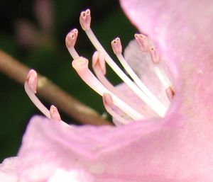 10d. 진달래(진달래과)의 꽃: 약은 공열약한다 (약의 끝에 구멍이 있다).