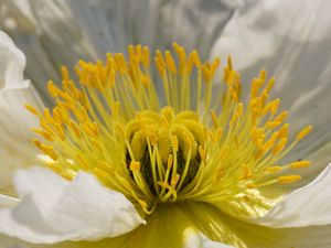 알파인양귀비(양귀비과)의 꽃