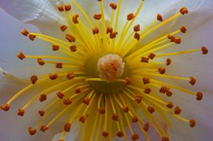 장미속(장미과)의 꽃