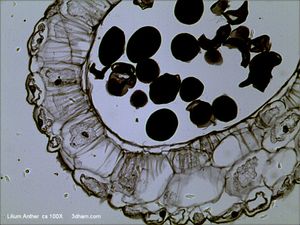 20b. 백합속의 성숙한 약의 횡단면: 가장 바깥쪽 표피는 얇고, 그 안쪽의 내피 세포벽에 줄무늬 모양의 비후가 보인다. 화분낭 내에 꽃가루립이 존재한다.