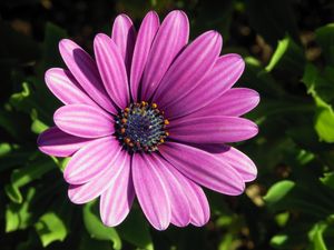 디모르포테카 에클로니스(Dimorphotheca ecklonis) 동의어 오스테오스페르뭄 에클로니스(Osteospermum ecklonis)