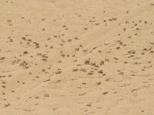 풀무치 애벌레의 무리짓기. 수단