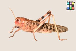 갈색형 암컷, 후쿠오카시. 성충이 된 지 얼마 안 돼서 그런지 색이 약간 옅다.