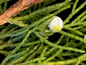 버지니아 향나무의 잎과 구과