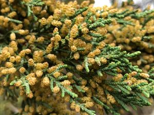 버지니아 향나무의 웅성화