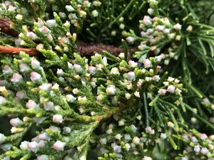 버지니아 향나무의 초기 구과