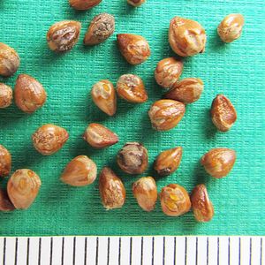 버지니아 향나무의 씨앗