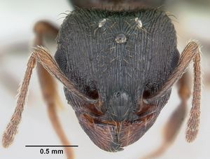 여왕개미의 머리