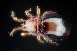 Dermanyssus (Mesostigmata, Dermanyssidae) 표본