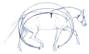 강력한 힘줄과 인대에 의해 지지되는 뼈와 근육의 복잡한 상호 작용은 말이 안장에서 "둥글게" 되며 기수의 무게를 가장 잘 지탱할 수 있게 해준다.