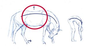 말의 등은 인간 물리 치료법의 일부 기법을 말의 해부학에 적용하여 완화할 수 있다
