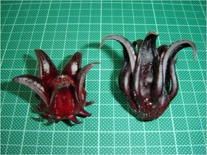 말레이시아에서 재배되는 두 가지 품종 – 왼쪽 테렝가누 또는 UMKL-1, 오른쪽 아랍. 이 품종은 신선한 열매를 약 8t/ha 또는 신선한 꽃받침을 4t/ha 정도 생산한다. 평균적으로 아랍 품종이 더 많은 수확량을 보이며 꽃받침 대 캡슐 비율이 더 높다.