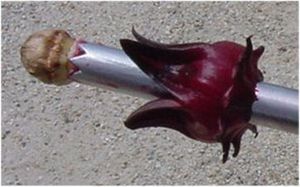 심 제거 — 간단한 휴대용 기기를 사용하여 과일에서 씨 캡슐을 제거하여 꽃받침을 얻는 것