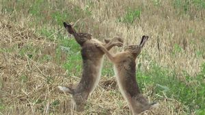두 마리의 토끼가 권투를 하는 사진(위)과 세 마리의 토끼가 탁 트인 들판에서 달리는 사진(아래)