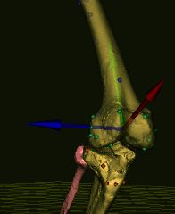가상 촉진: 골격 랜드마크.