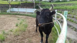 투우 (마츠바라 투우장)