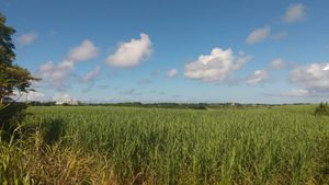 사탕수수밭이 펼쳐져 있다