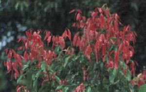 인도네시아 시나몬}} 나무 (인도네시아)