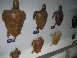 거북이의 성장 표본