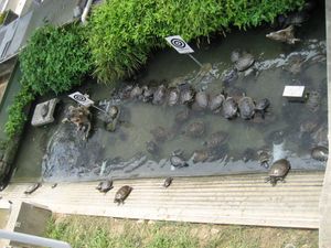 담수 거북 연못