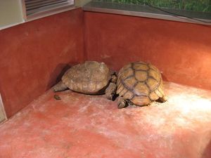 알다브라 육지거북