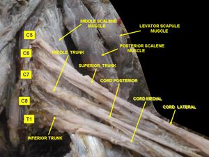 팔신경얼기 깊은 곳 해부