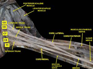 앞가쪽에서 본 팔신경얼기의 깊은쪽 해부