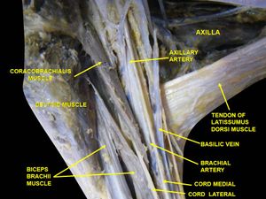팔의 깊은 해부; 앞에서 본 사진