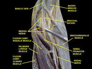 팔의 깊은 해부; 앞에서 본 사진