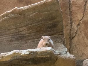 2020년 9월, 사이타마 어린이 동물 자연 공원의 아틀라스 군디