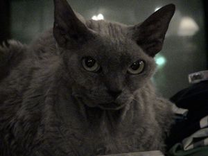 유난히 큰 귀를 가진 "블루 스모크" 데본 렉스